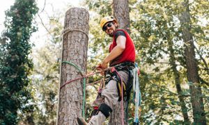tree service near me