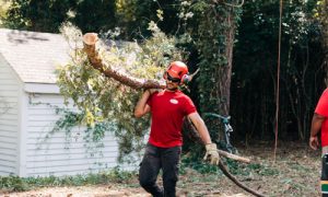 tree removal service