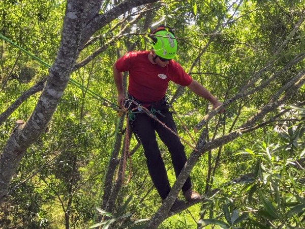 The Importance of Regular Tree Care for a Healthy Landscape