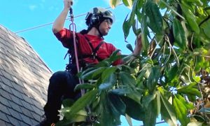 tree service powhatan