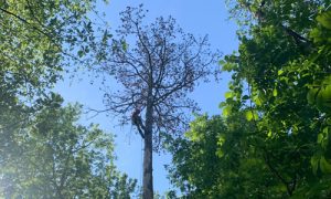 tree care service near me