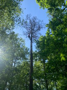 tree removal
