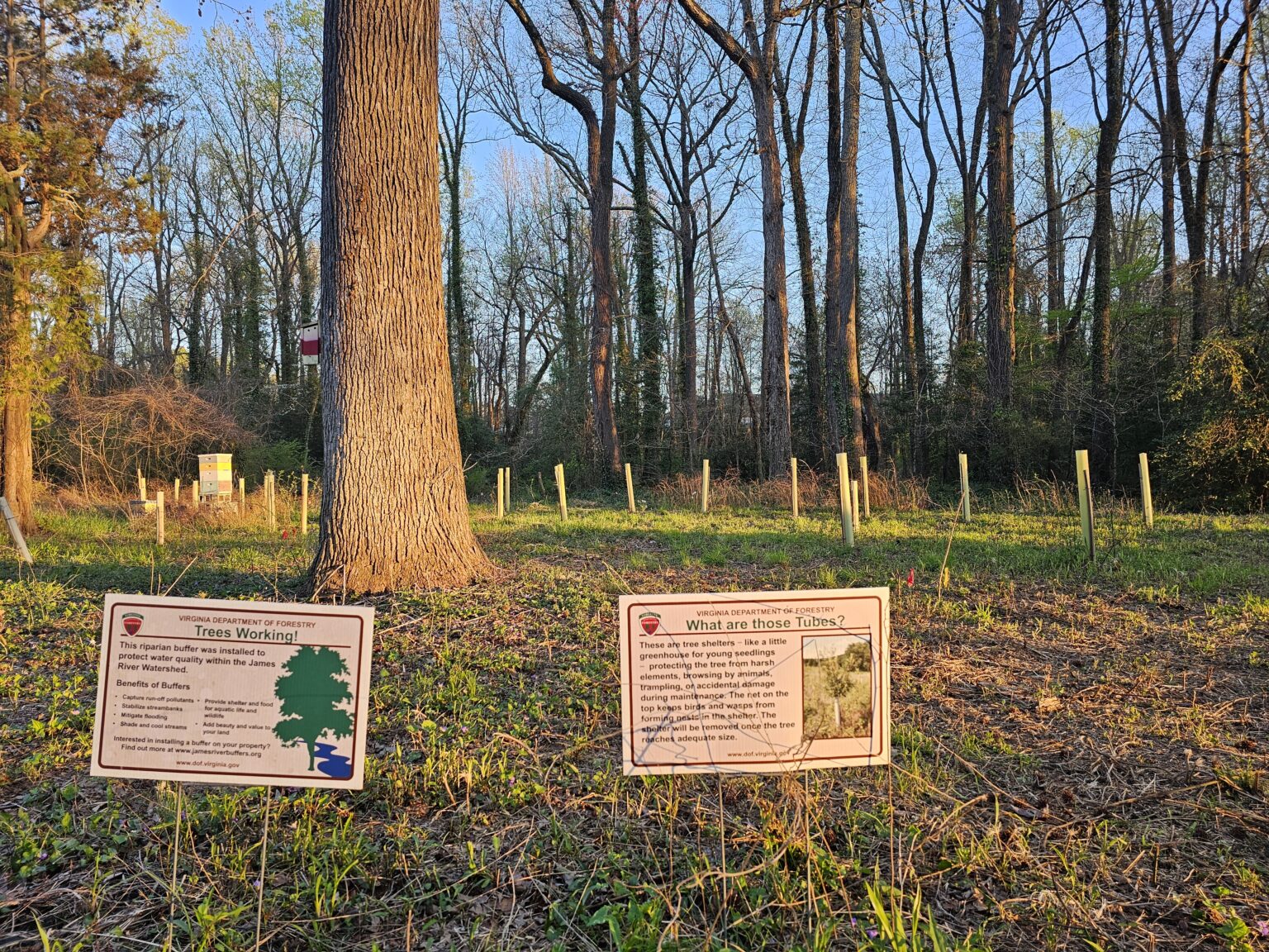 Virginia sees increase in forested buffers, but watershed struggling to meet goals