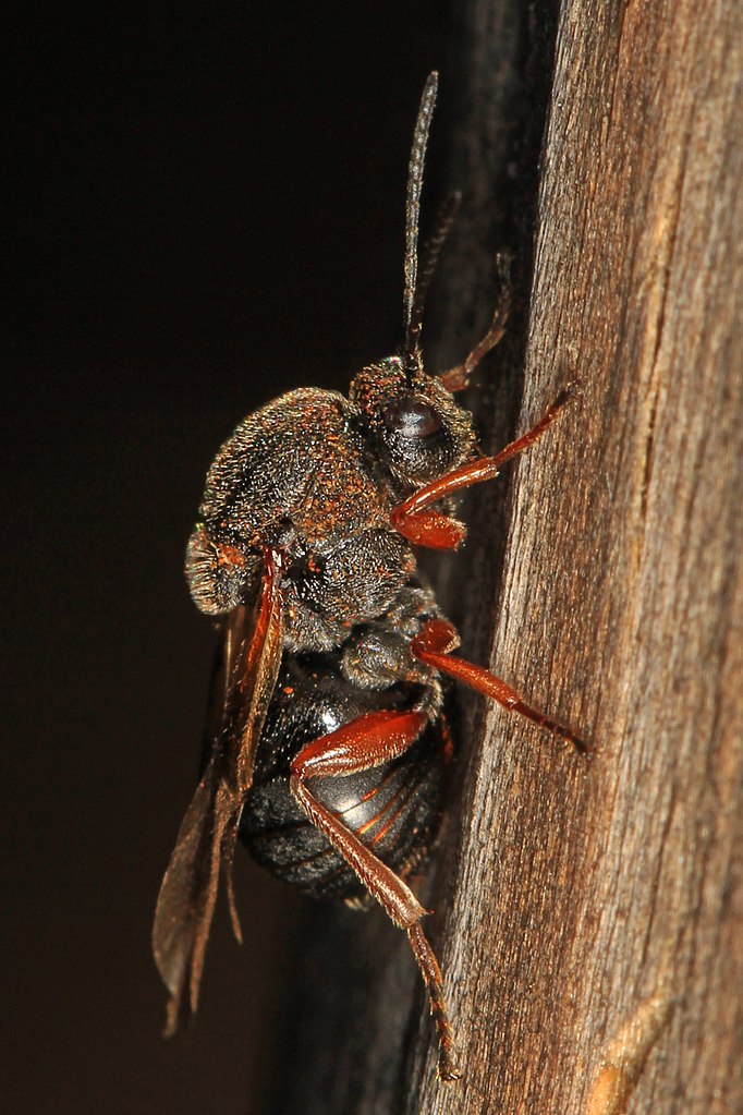 Blink and You’ll Miss the Jumping Oak Gall Wasp