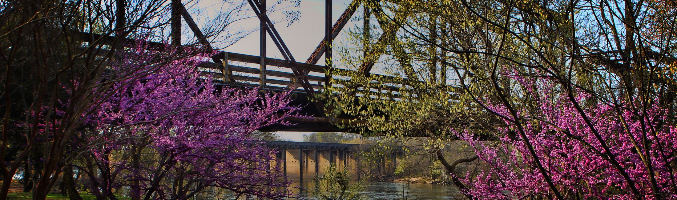 Danville launches tree campaign