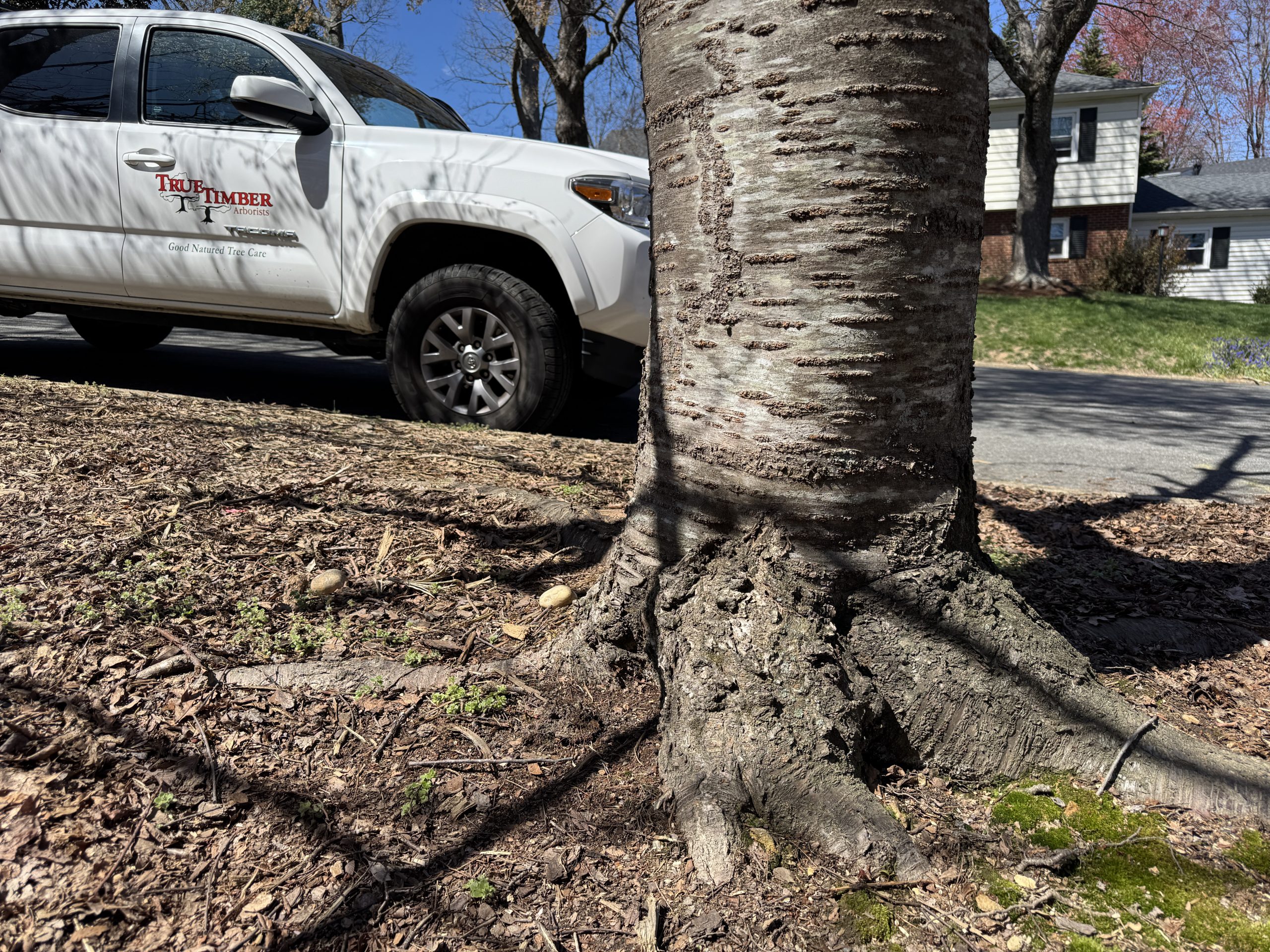 How To Identify Root Rot Before It’s Too Late