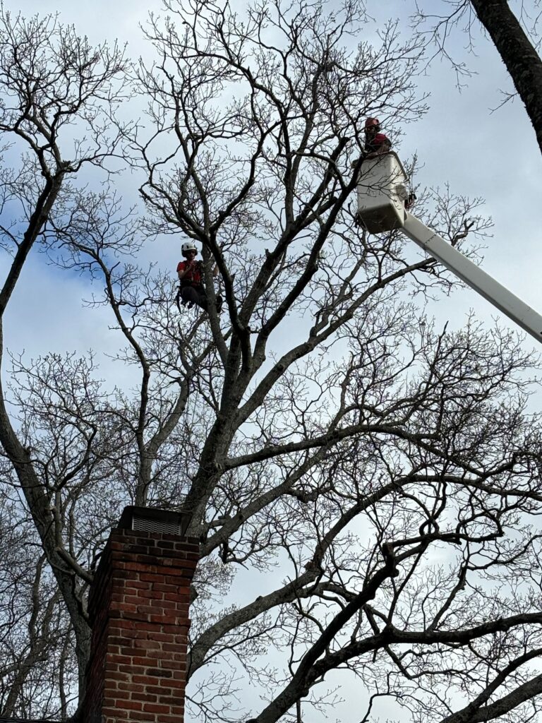 pruning trees