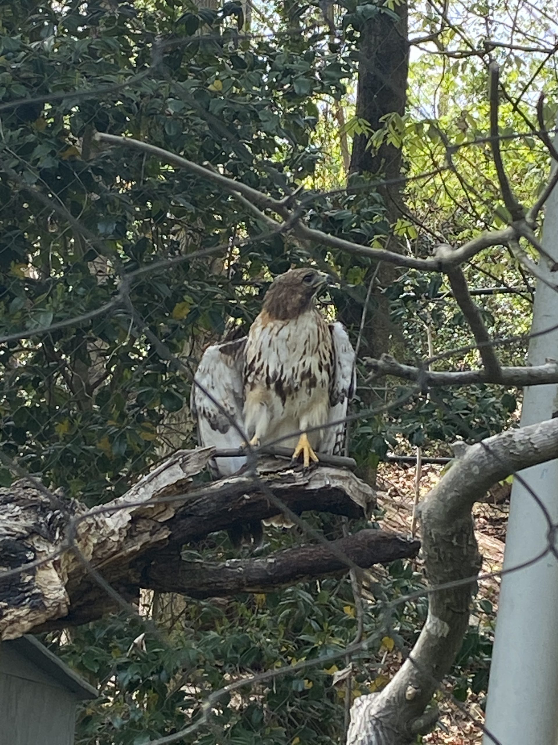 Didn’t Think I’d Be a Bird Guy