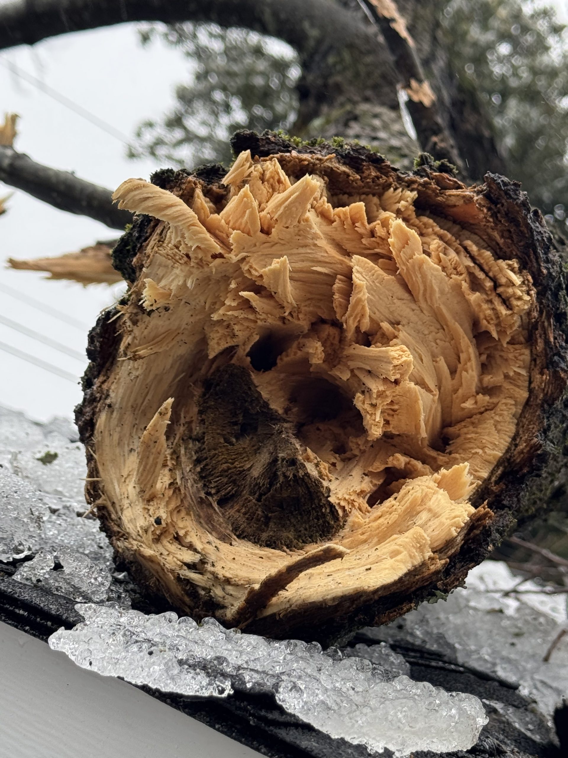 Winter Wreckage in Which Trees