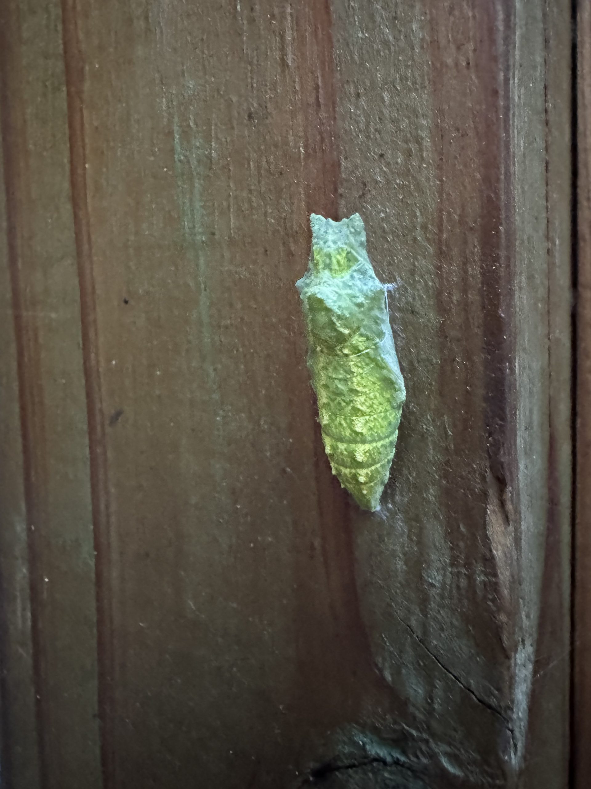 Swallowtail Butterflies: Nature’s Graceful Flyers 
