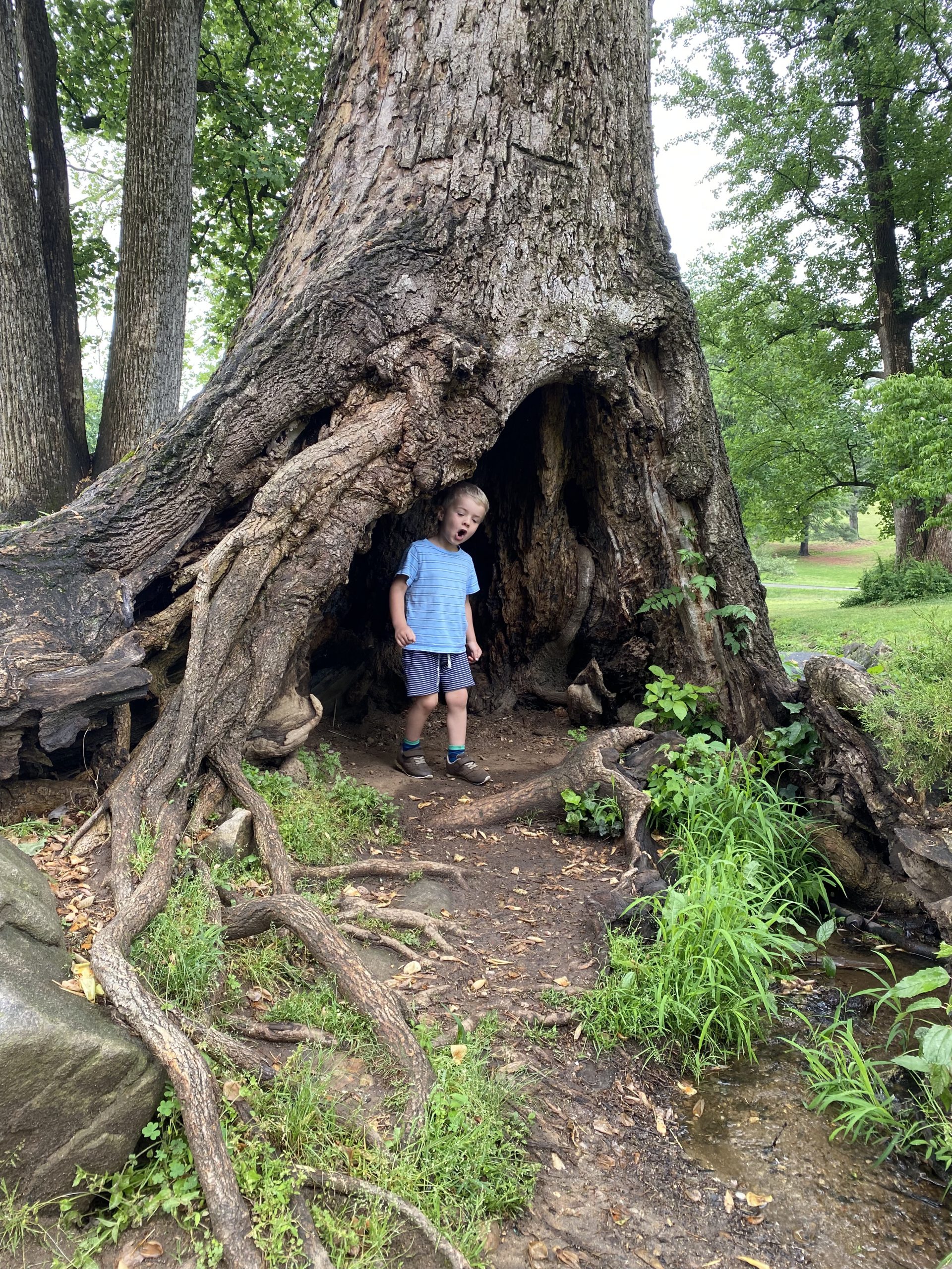 Tree Hollows and Their Importance