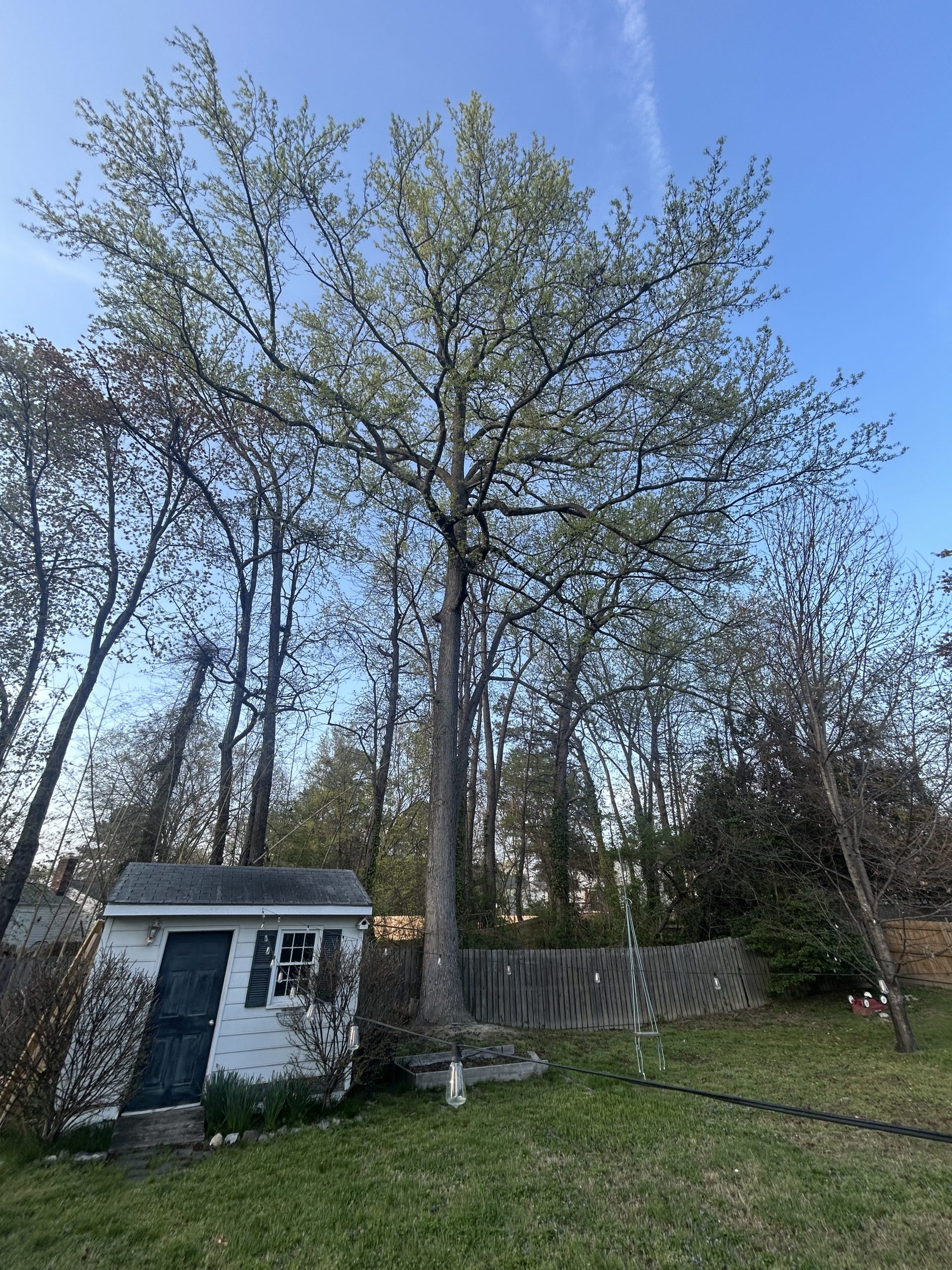 What the Sweet Gum Holds