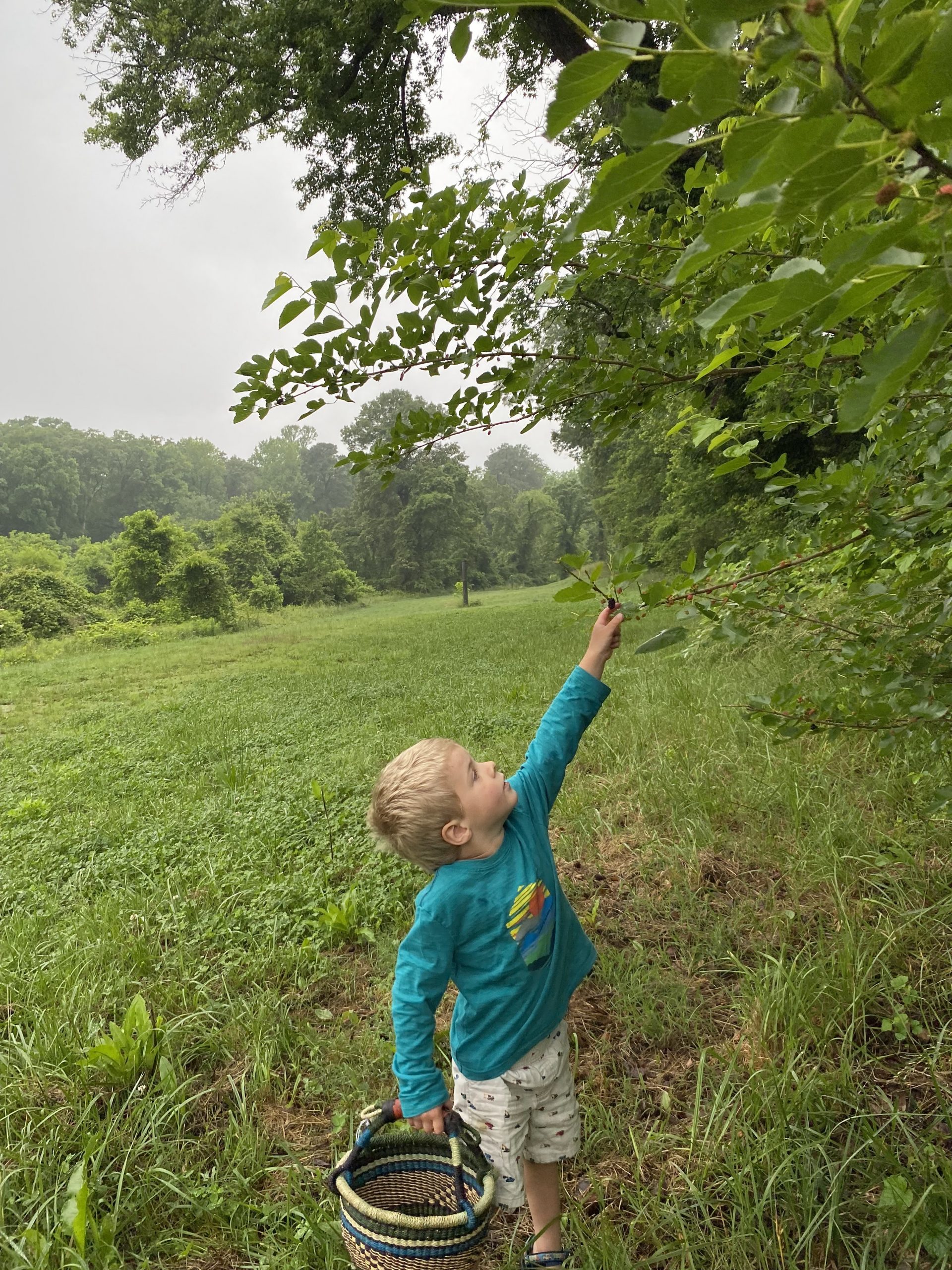 Rethinking Mulberry and other tree concerns