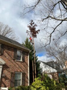 tree pruning service