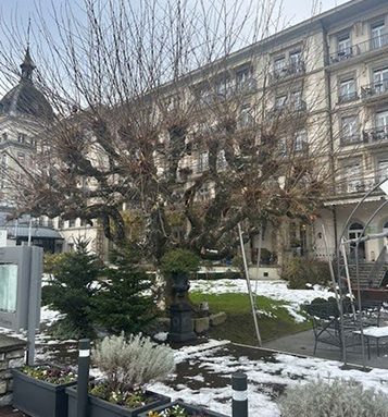 Trees, Topping, and Pollarding: What I Noticed on Our Honeymoon