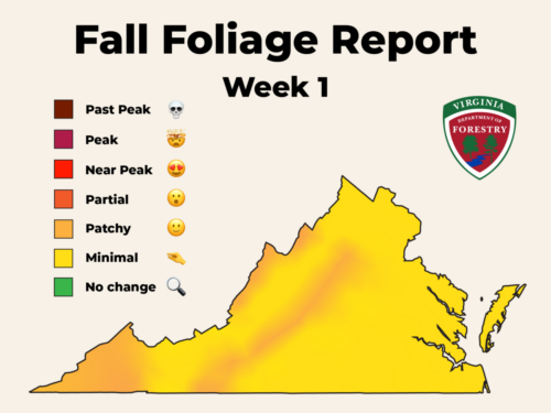Fall Foliage in Virginia