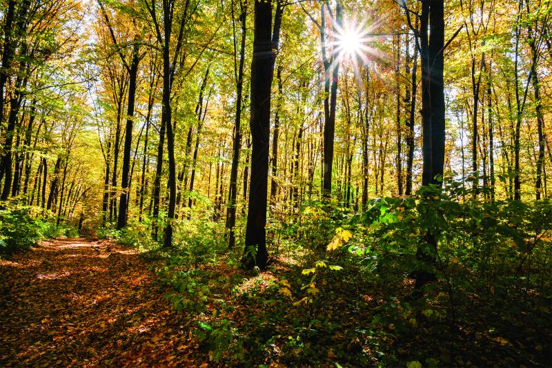 Immerse Yourself In A Forest For Better Health