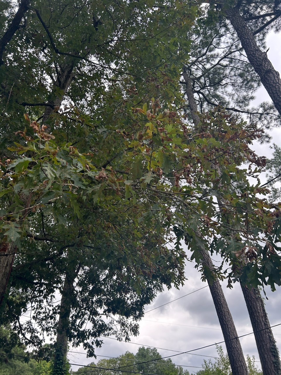 Trees Can’t Hide from the Heat