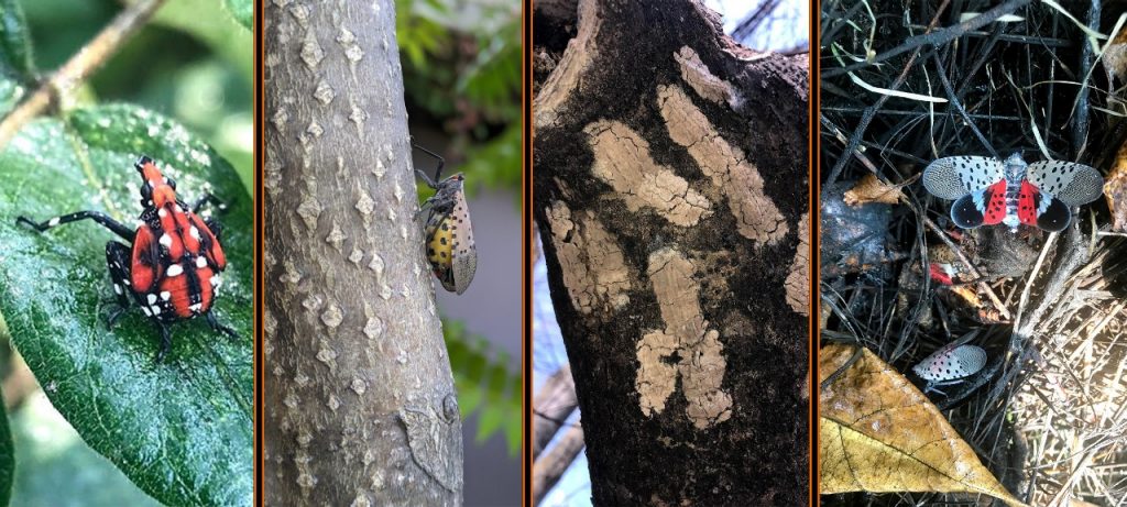 Help stop the invasive spotted lanternfly