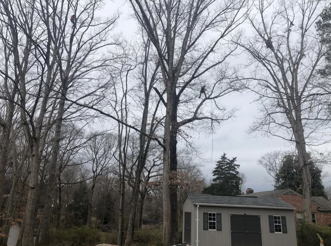 Identifying trees without leaves