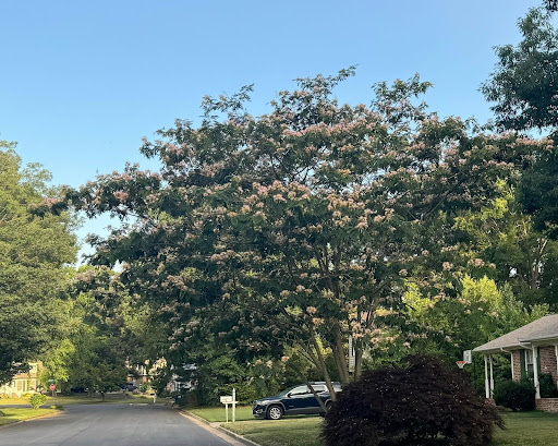 Do you love your Mimosa tree?