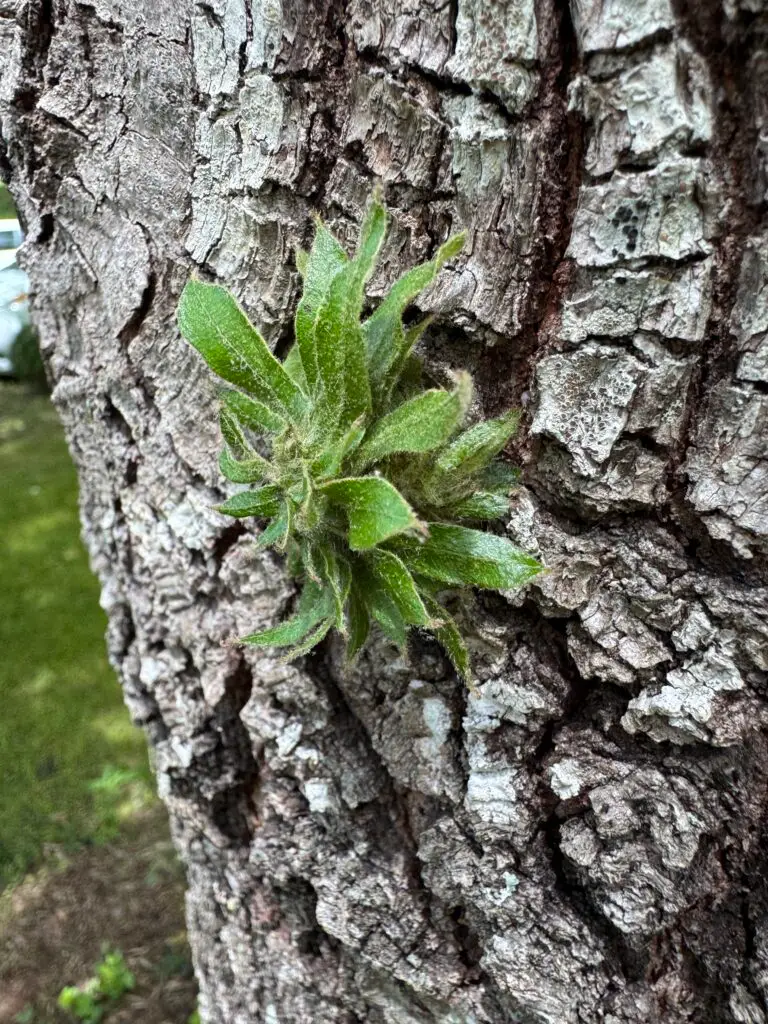 A distinct and unique growth from the trunk of a tree.