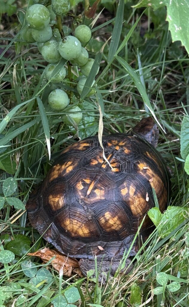 A box turtle with a dark brown shell marked with light-brown or orange spots