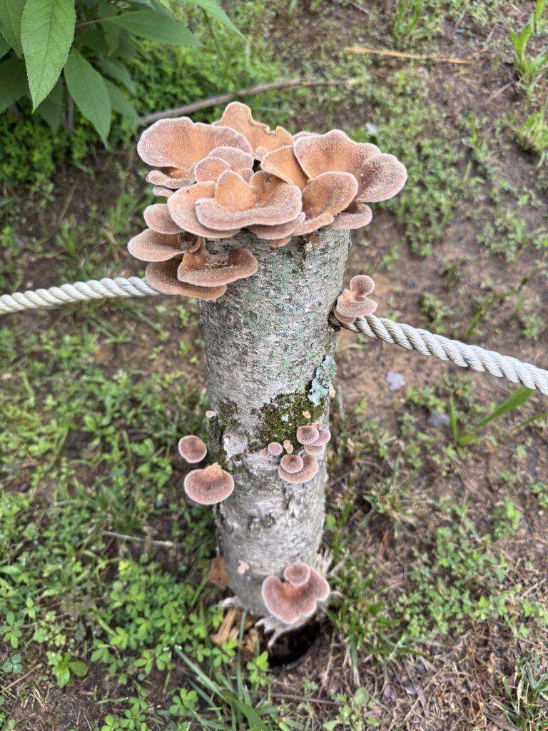Mushrooms growing on a short post with a rope drilled through the post.