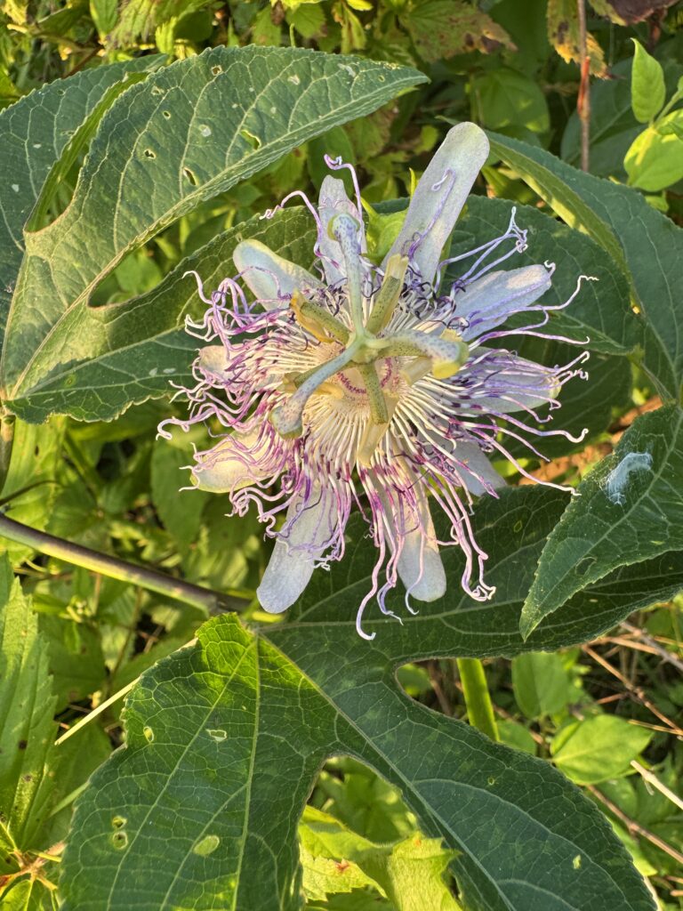 A vibrant purple passion flower grows among dark green leaves.