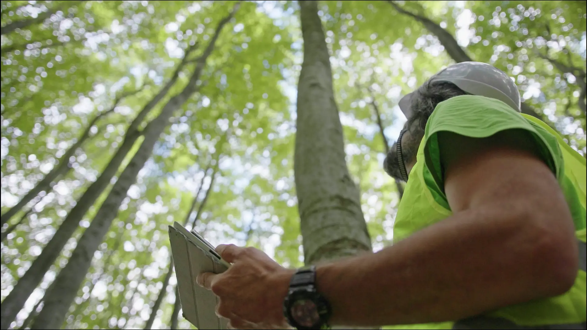 The Importance of Regular Tree Care for a Healthy Landscape - Truetimber  Arborists