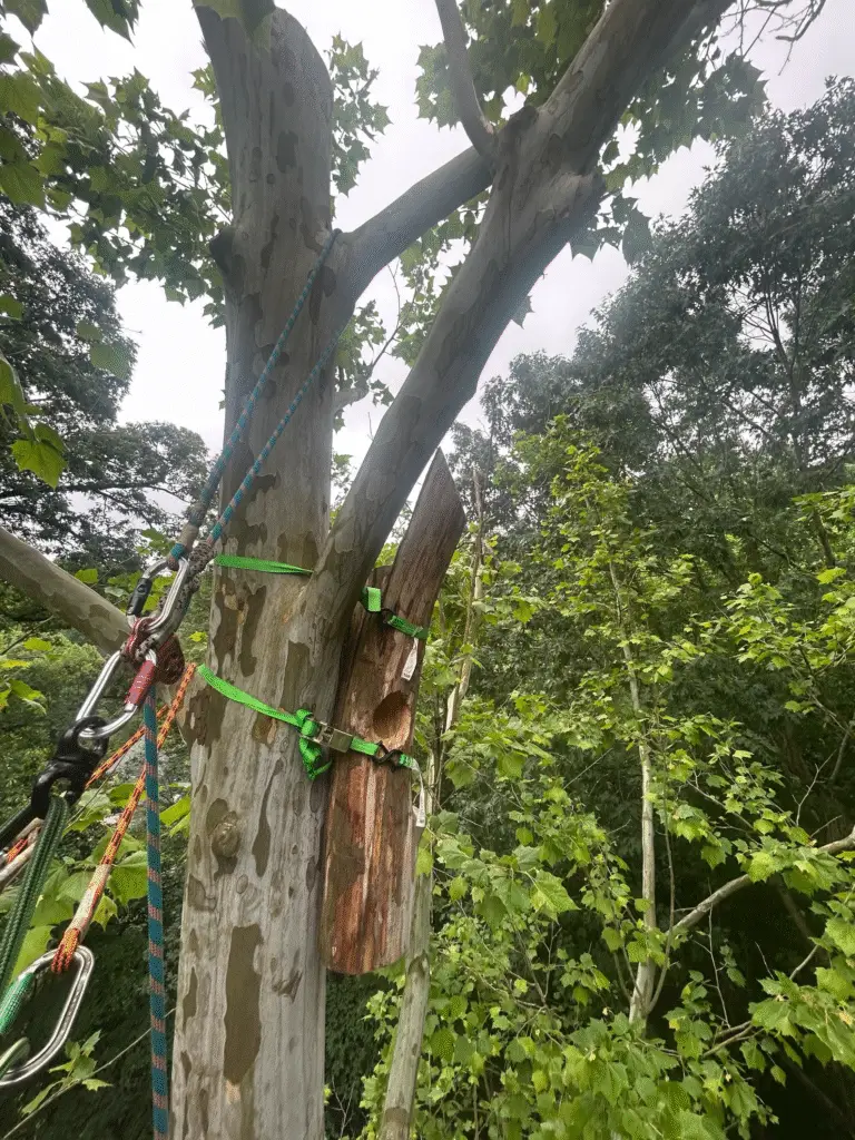 A woodpecker nest from a fallen tree reattached to a secure and stable tree.