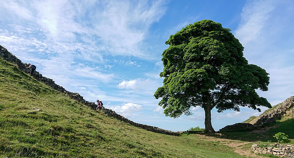 A brilliant green canopy fully bloomed in the famous Sycamore at Haidran's Wall