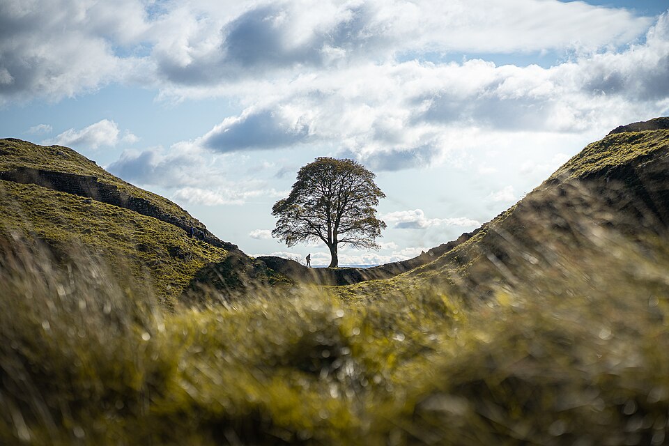 A photo, from a distance, of the famous Sycamore at Haidran's Wall. It is autumn, some of the leaves are off the tree.
