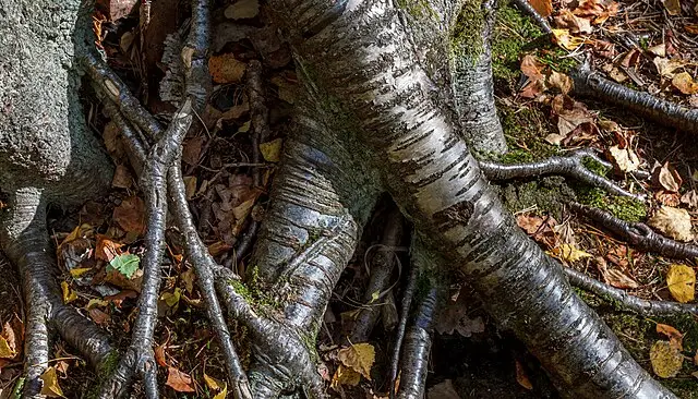 root rot