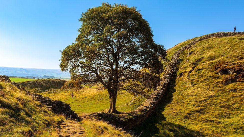 The famous Sycamore Tree at Haidran's Wall, with sun shining down from a clear blue sky.