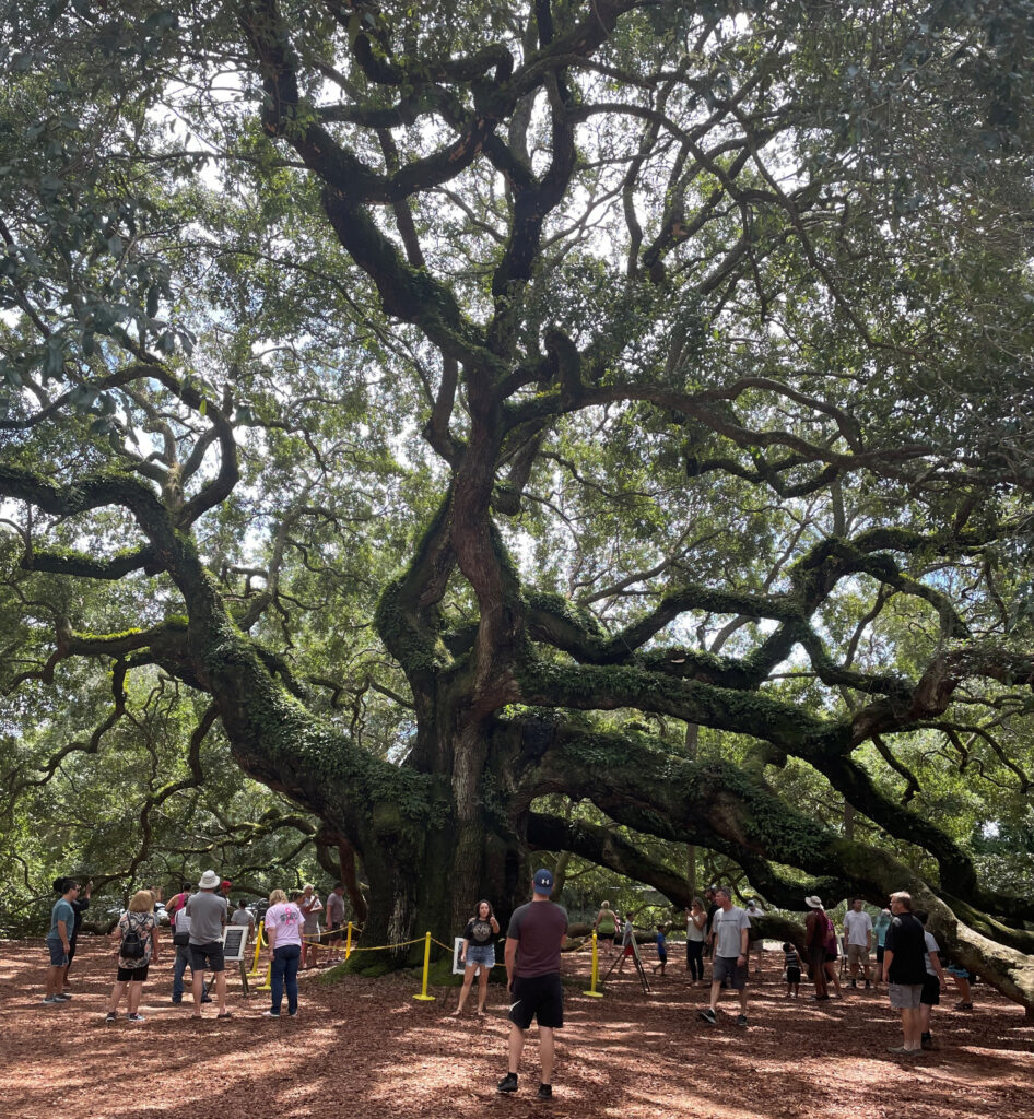 People admire a historic tree in a park.