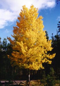 tulip poplar in fall colors of yellow and orang