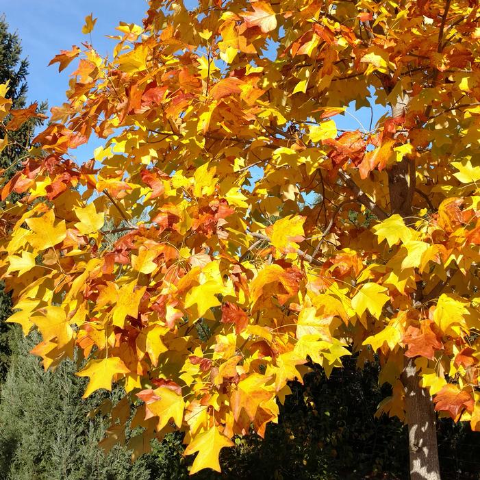 Close up photo of yellow and orange tulip poplar leaves in the fall.