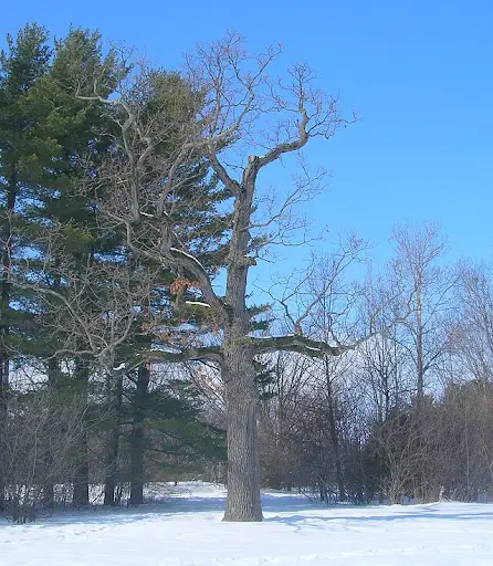 Large tree with bare branches in late fall