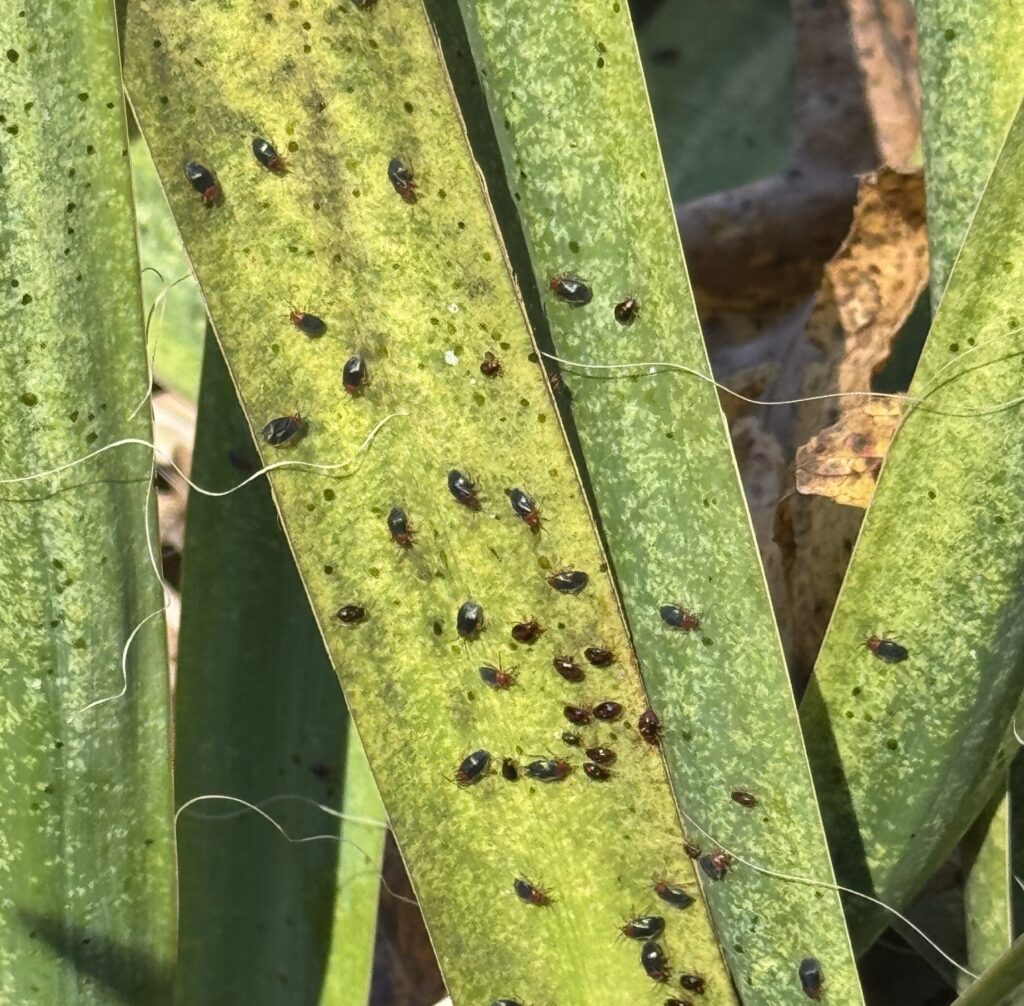 Close-up of yucca bug infestation on yucca leaves