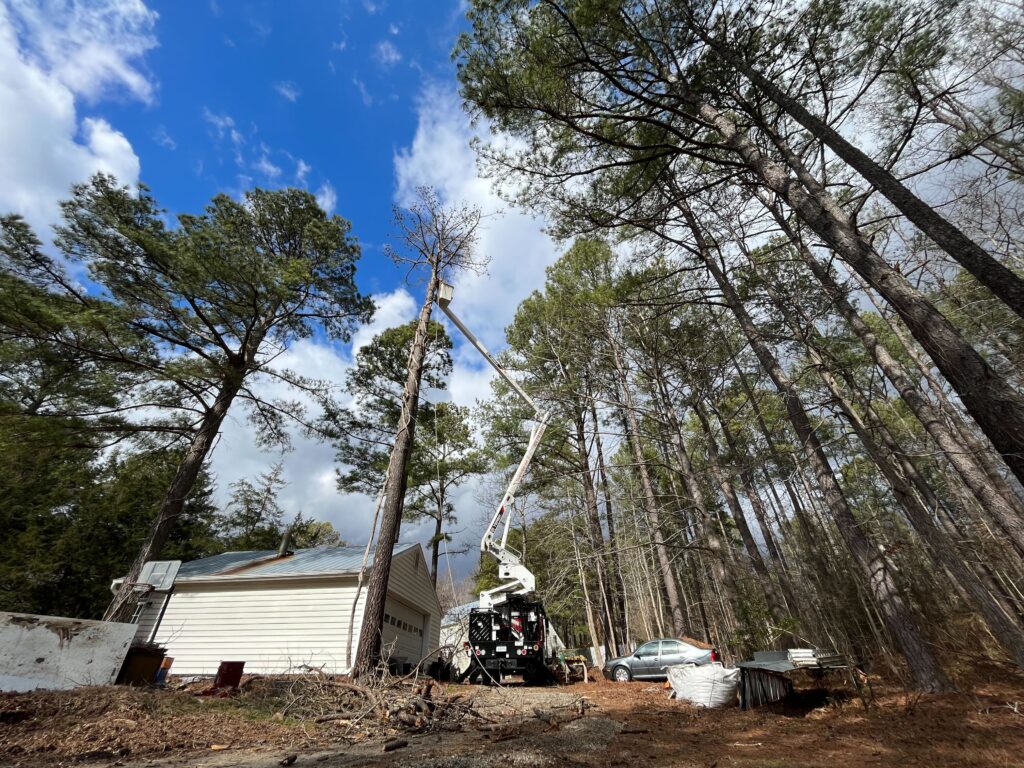 invasive tree removal with crane