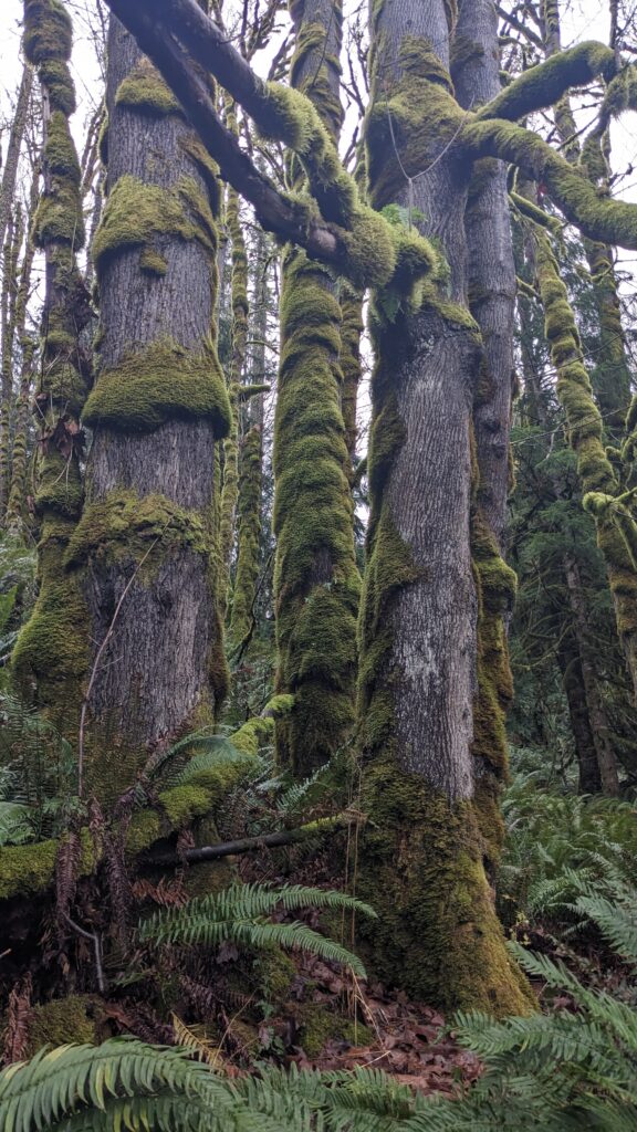 lichen and moss virginia