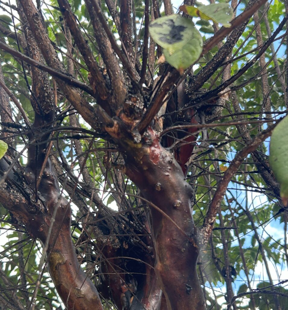crape myrtle bark scale