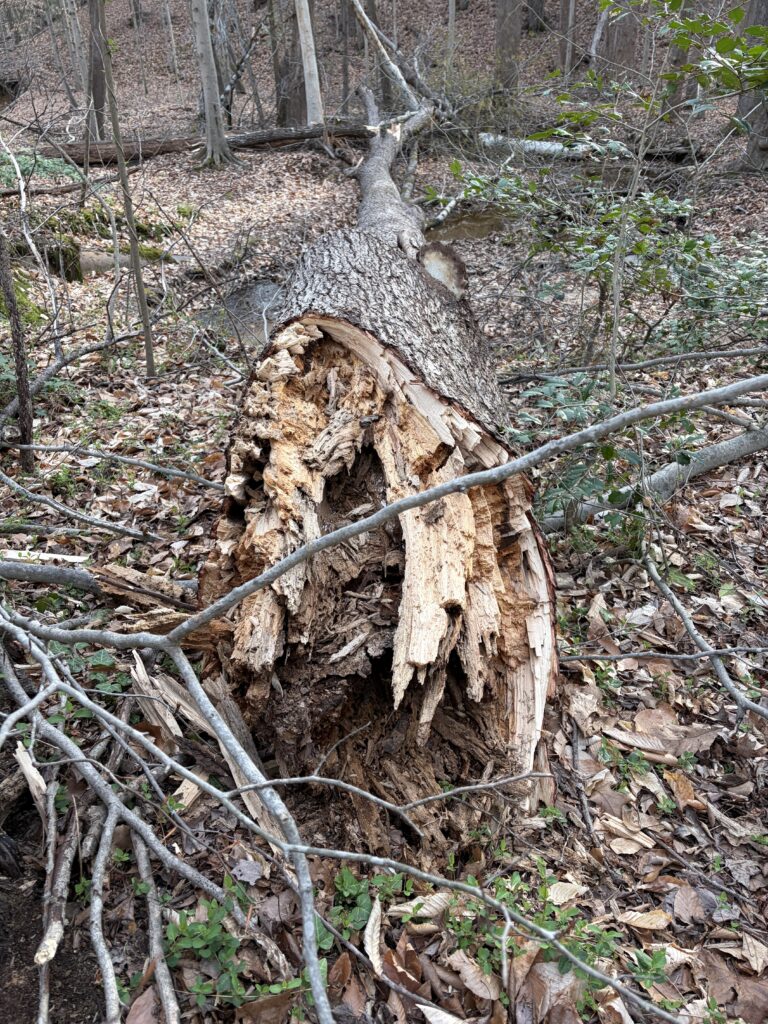 decaying tree trunk