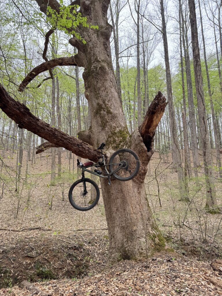 bicycle in tree decaying