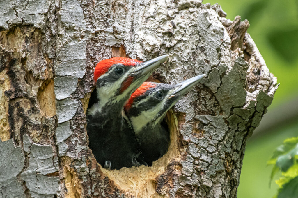 Pair of juvenile pileated woodpeckers in tree cavity