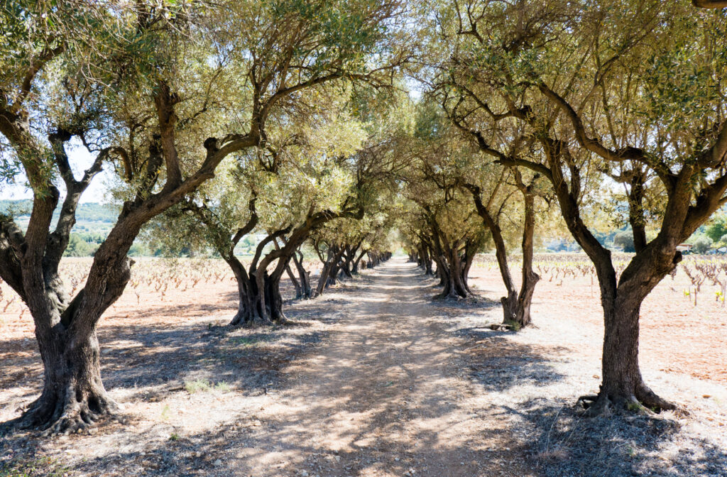 olive tree lined road