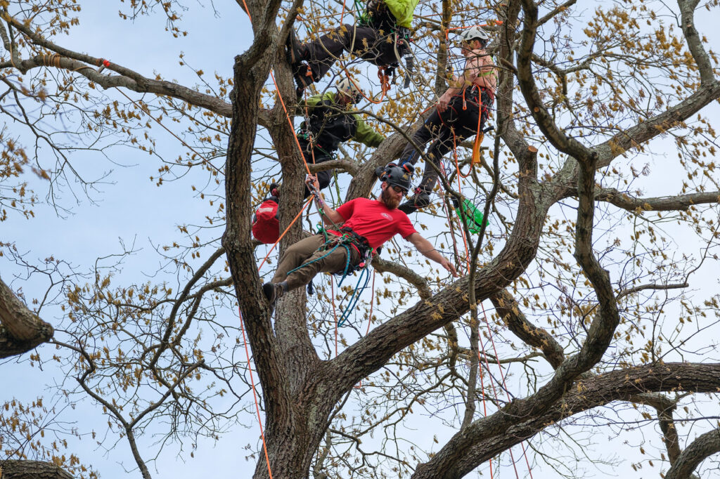 TTA climbing competition