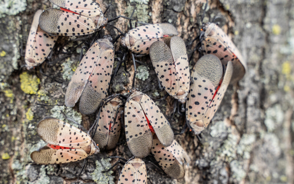 spotted lanternfly richmond va