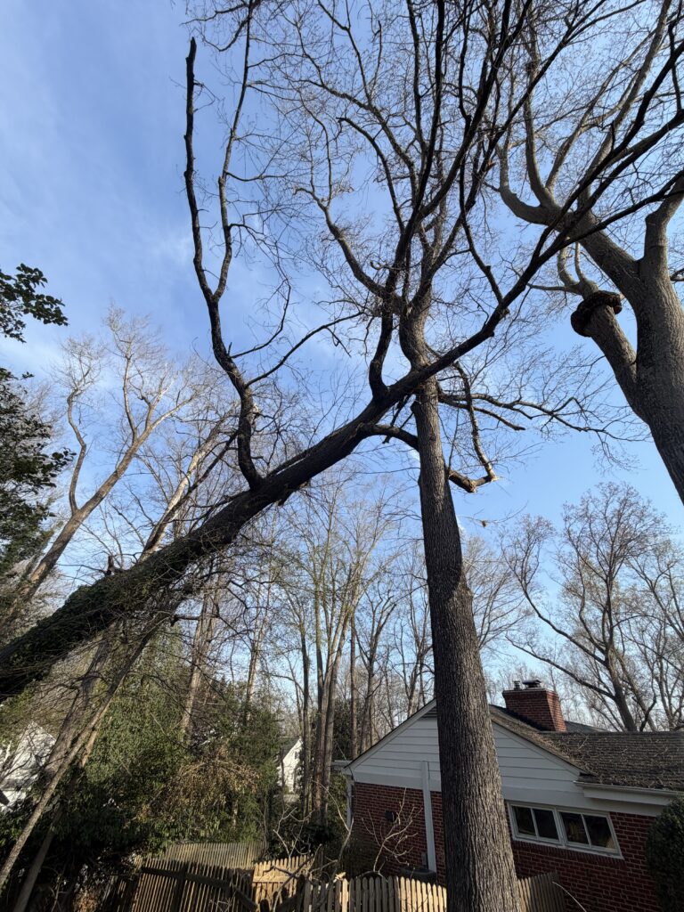 trees protecting homes